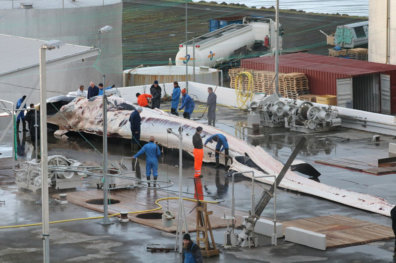 Illustration for article titled Por qué en Islandia se permite la matanza de docenas de ballenas en peligro de extinción